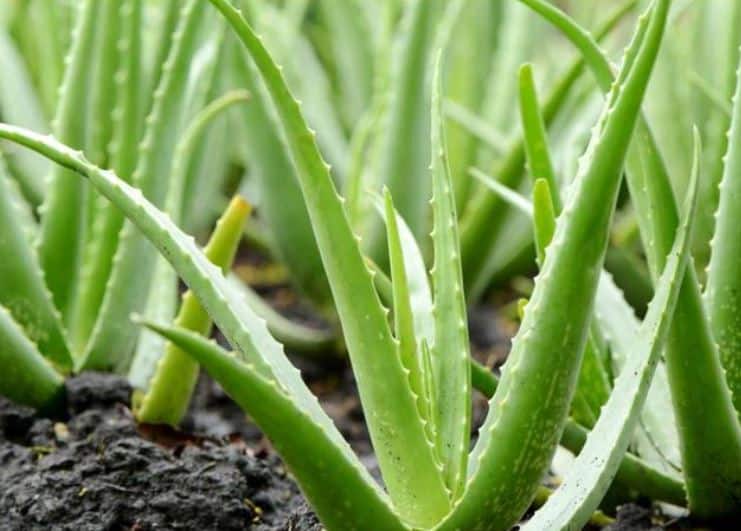 Aloe vera uses Benefits helpful for eyes and hair care कोरफड एक फायदे अनेक, आपल्या घरात असलेल्या कोरफडीचे फायदेच फायदे, जाणून घ्या