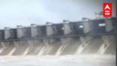 Farmers : राज्यभरातील नगदी पिकं धोक्यात, कमी पाऊस पडल्यानं अनेक भागांत शेतकऱ्यांचा पिकांवर ट्रॅक्टर