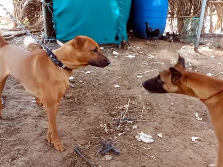 குற்றங்களை தடுக்க வனத்துறையில் வெளிநாட்டு நாய்களுக்கு பதிலாக நாட்டு நாய்களுக்கு பயிற்சி...!