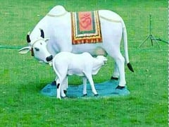 Bach Baras 2021: जन्माष्टमी के 4 दिन बाद होता है बछ बारस का व्रत, होती है गाय-बछड़े की पूजा, जानें क्या है कारण