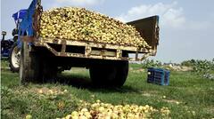 ਮੰਡੀਆਂ 'ਚ ਵੀ ਰੁਲ ਰਿਹਾ ਕਿਸਾਨ, ਹਰਿਆਣਾ ਤੋਂ ਪੰਜਾਬ ਆ ਕੇ ਕੀਤੀ ਅਮਰੂਦਾਂ ਦੀ ਖੇਤੀ, ਹੁਣ ਸੜਕਾਂ 'ਤੇ ਸੁੱਟਣ ਲਈ ਮਜਬੂਰ  