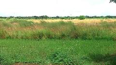 Singur: জমি ফেরতের রায়ের ৫ বছর, কেমন আছেন সিঙ্গুরের চাষিরা? পুরনো ছন্দে ফিরেছে জীবন? | Bangla News