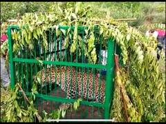 Jammu Kashmir News: कश्मीर के गांदरबल में वन विभाग की टीम ने 'आदमखोर' तेंदुए को ज़िंदा पकड़ा 