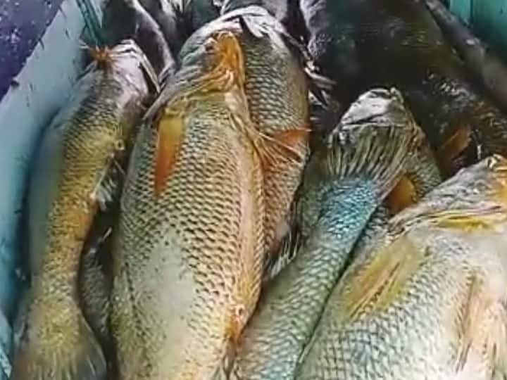 Palghar Murbe, Billions worth of ghol fish caught in nets जाळ्यात मिळाले कोट्यवधी किंमतीचे घोळ मासे; मुरबे येथील मच्छिमाराचे नशिब फळफळले