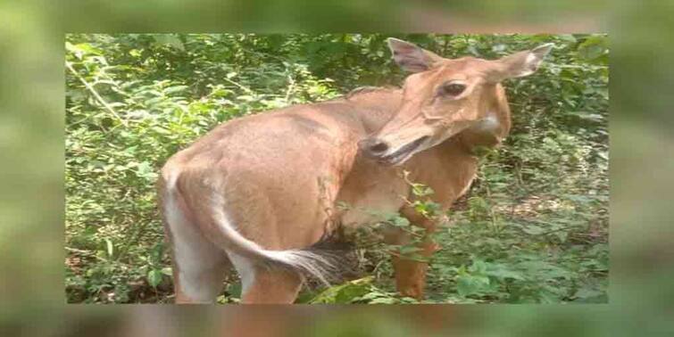 Nilgai was found in the forest of Bankura and sent to Kolkata Bankura: বাঁকুড়ার জঙ্গলে খোঁজ মিলল নীল গাইয়ের, পাঠানো হল কলকাতায়