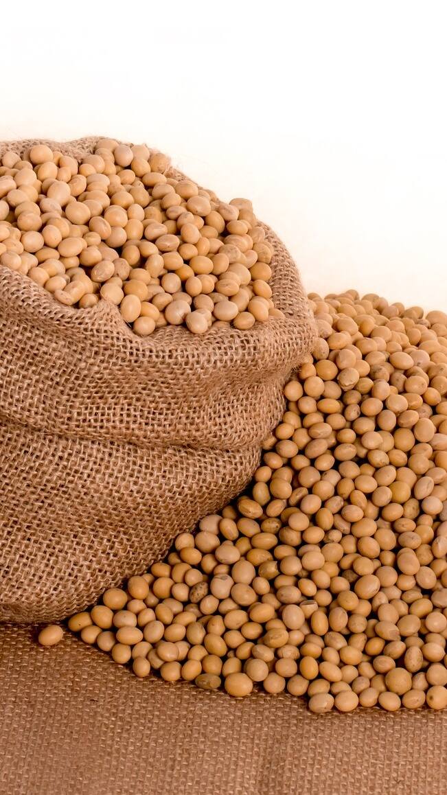 Soybean prices continue to fall, soybean prices fall by Rs 3,000 in just five days सोयाबीनच्या दरामध्ये घसरण सुरुच, अवघ्या पाच दिवसांत सोयाबीनच्या दरात तीन हजारांची घसरण