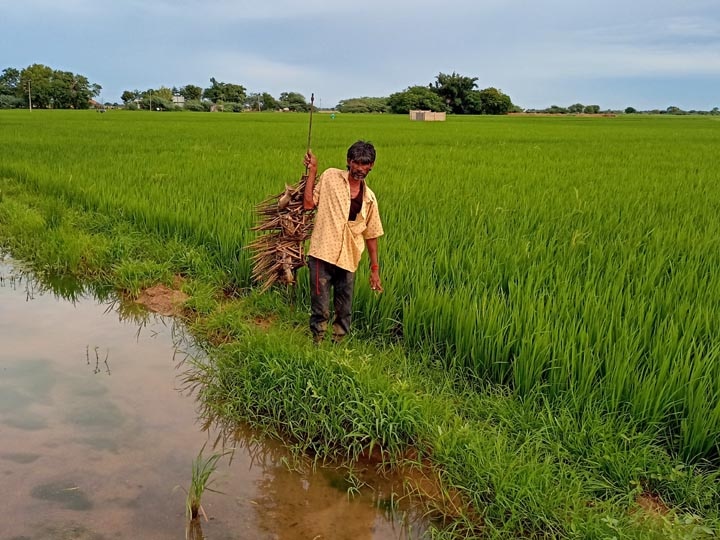 குறுவை சாகுபடியை குலைக்கும் எலிகள்- குலைநடுக்கத்தில் டெல்டா விவசாயிகள்...!