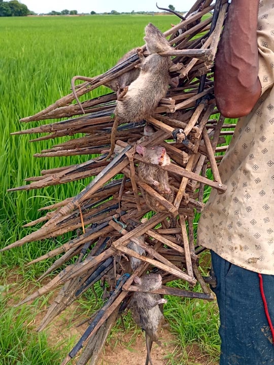 குறுவை சாகுபடியை குலைக்கும் எலிகள்- குலைநடுக்கத்தில் டெல்டா விவசாயிகள்...!