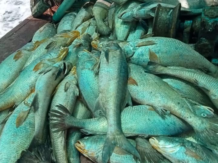 Palghar Fishermen Sell 157 Ghol Fish For Rs. 1.33 Crores Maharastra Uttar Pradesh Bihar Traders Stroke Of Luck: Team Of Palghar Fishermen Sells 157 Highly Sought After Ghol Fish For Rs 1.33 Crore