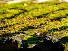 Moss Removing Tips: बरसात के मौसम में छत पर जम गई है काई, इन आसान टिप्स से करें उसे साफ