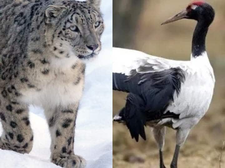 Snow leopard declared as state animal and black necked crane as state bird in Ladakh | India News Aaztak