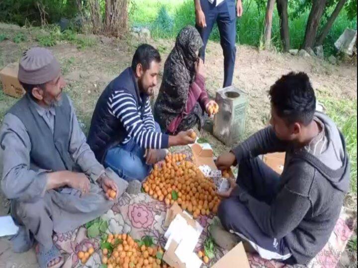 For the first time, fresh apricots of Ladakh reached the markets of the country and abroad, farmers would benefit ANN पहली बार लद्दाख की ताजा खुबानी पहुंची देश और विदेश के बाजारों में, किसानों को होगा फायदा