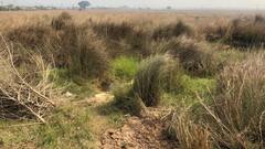 Singur: ঐতিহাসিক রায়ের ৫ বছর, কেমন আছেন সিঙ্গুরের চাষিরা? | Bangla News