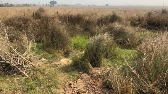 Singur: ঐতিহাসিক রায়ের ৫ বছর, কেমন আছেন সিঙ্গুরের চাষিরা? | Bangla News
