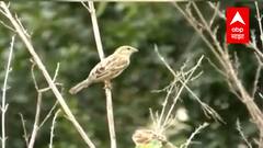 Bird Lovers | पुण्यातील सोसायटीत पक्ष्यांसाठी खास झाडांची लागवड, देशी-विदेशी पक्ष्यांचा किलबिलाट
