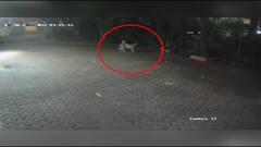 Mumbai : गोरेगाव परिसरातल्या इमारतींमध्ये बिबट्याचं दर्शन, स्थानिक रहिवाशांमध्ये दहशतीचं वातावरण