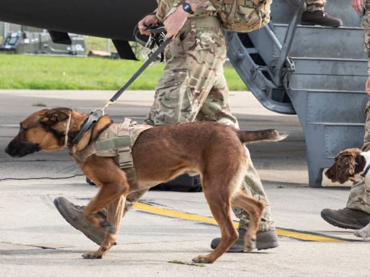 Afghanistan Crises: Dogs Left Behind Don’t Belong To US Military Confirms Pentagon Over Visuals Of Caged Dogs Go Viral क्या काबुल एयरपोर्ट पर दर्जनों कुत्तों को छोड़कर चले गए अमेरिकी सैनिक? जानें पेंटागन का जवाब