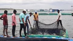 Fisheries, Rahuri | राहुरीतील तरुणांची मत्स्यपालन व्यवसायात भरारी, मासे थेट दक्षिण आफ्रिकेत