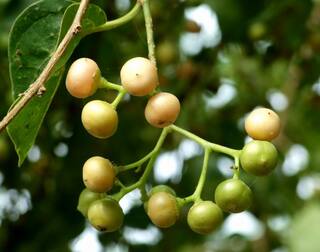 ਮੀਟ ਨਾਲੋਂ ਵੀ 100 ਗੁਣਾ ਵਧੇਰੇ ਤਾਕਤ, ਪੰਜਾਬ 'ਚ ਪਾਇਆ ਜਾਂਦਾ ਇਹ ਫਲ, 30 ਦਿਨਾਂ 'ਚ ਭਲਵਾਨਾਂ ਵਰਗਾ ਹੋ ਜਾਵੇਗਾ ਸਰੀਰ