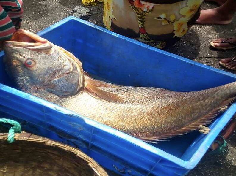 Fisherman becomes Overnight millionaire, sells 'Ghol fish' for over Rs 1.25 crore ਰਾਤੋ-ਰਾਤ ਕਰੋੜਪਤੀ ਬਣਿਆ ਮਛੇਰਾ, 'ਘੌਲ ਮੱਛੀ' ਨੂੰ 1.25 ਕਰੋੜ ਰੁਪਏ ਤੋਂ ਜ਼ਿਆਦਾ 'ਚ ਵੇਚਿਆ