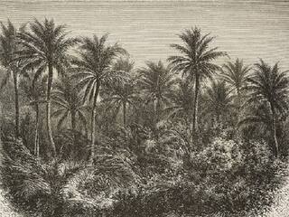 World Coconut Day: Here Are 10 Surprising Facts About The Versatile ‘Kalpavriksha’