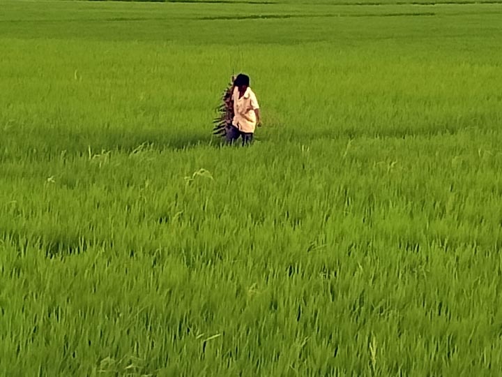 குறுவை சாகுபடியை குலைக்கும் எலிகள்- குலைநடுக்கத்தில் டெல்டா விவசாயிகள்...!