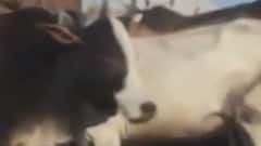 Prayagraj: गाय को मिले 'राष्ट्रीय पशु' का दर्जा, इलाहाबाद High Court ने केंद्र को दिया सुझाव