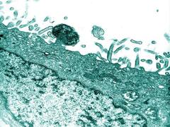 Scrub Typhus: Know About Mystery Fever Being Reported In UP’s Mathura District