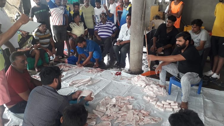 Maharashtra Palghar fisherman became millionaire overnight, sold ghoul fish for more than one crore ANN रातों रात करोड़पति बना पालघर का मछुआरा, सवा करोड़ रुपये से ज्यादा में बेची 'घोल मछली'