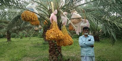 Date palm tree exported from Dharmapuri to Thailand தாய்லாந்துக்கு பறக்கும் தருமபுரி பேரிச்சை செடிகள்...! - மதியால் மசூலை பெருக்கும் விவாசாயி..!