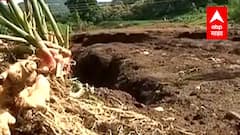 Aurangabad : Kannad तालुक्याला अतिवृष्टीचा फटका, अतिवृष्टीग्रस्त कन्नडमधून 'माझा'चा विशेष रिपोर्ट