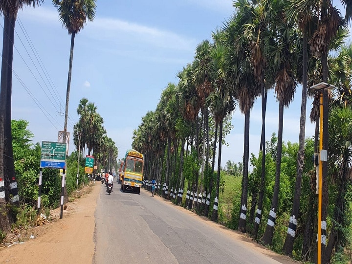 பனை விதைக்கும் பணிகளில் நூறுநாள் வேலை செய்யும் பணியாளர்களை ஈடுபடுத்த கோரிக்கை...!