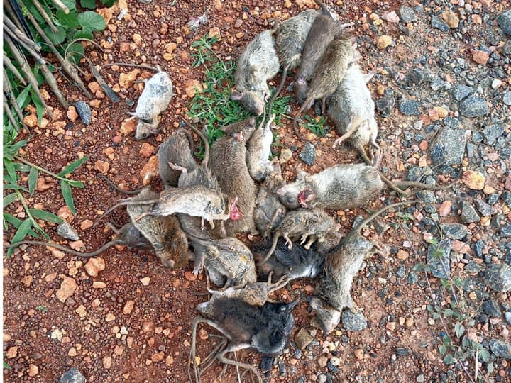 Farmers suffer as rats bite paddy in Thanjavur குறுவை சாகுபடியை குலைக்கும் எலிகள்- குலைநடுக்கத்தில் டெல்டா விவசாயிகள்...!