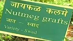 World Coconut Day 2021 : Ratnagiri च्या नारळ संशोधन केंद्राची यशोगाथा 'माझा'वर : ABP Majha
