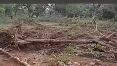 Gadchiroli Deforestation : महिला कर्मचाऱ्यानं 7 एकर जमीन खरेदी केली आणि 50 एकर जंगल JCB तोडलं