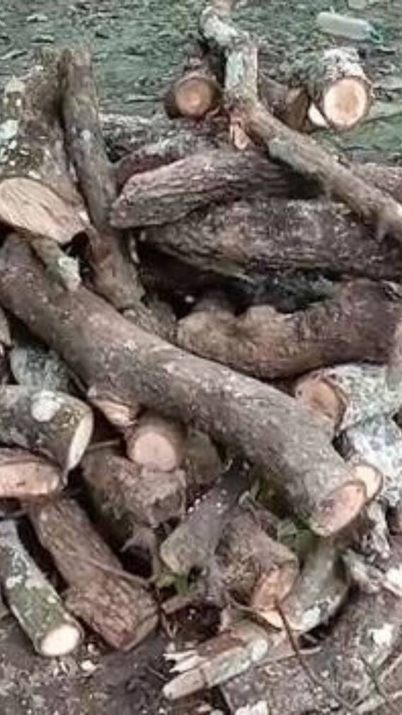 চুঁচুড়ায় বেআইনিভাবে গাছ কাটার জের, গ্রেফতার ৫