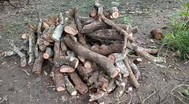 স্থানীয়রা জানাচ্ছেন, দেবানন্দপুর কাজিডাঙার বাসিন্দা শ্রীকান্ত দাসের বিরুদ্ধেএর আগেও একাধিক গাছ কাটার অভিযোগ উঠেছে। তবে অধরাই ছিলেন অভিযুক্ত।