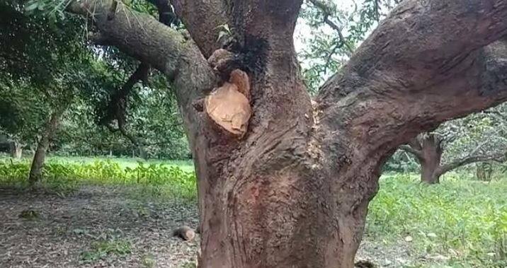 খবর পেয়ে চুঁচুড়ার বিধায়ক অসিত মজুমদার গিয়ে সেই গাছ কাটা আটকান। পুলিশ ডেকে ধরিয়ে দেন অভিযুক্তদের।