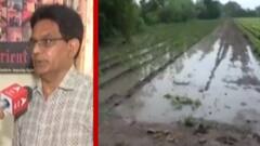 સૌરાષ્ટ્રમાં વરસી રહેલા વરસાદના કારણે હવે પાકનું વાવેતર શરૂ, ખેડૂતોમાં આનંદો