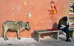 Cow Must Be Declared National Animal And Should Be Protected Under Fundamental Rights: Allahabad HC