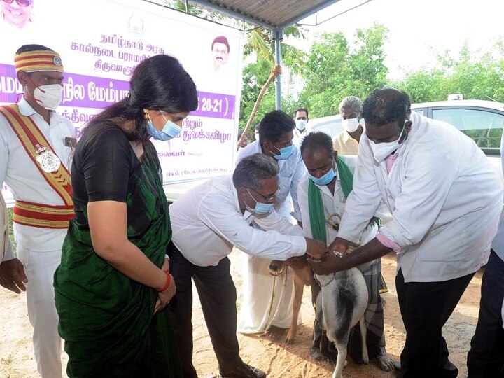 திருவாரூரில் தொடங்கப்பட்ட பசுந்தீவன அபிவிருத்தி திட்டம் - தீவன தட்டுப்பாட்டை குறைக்க உதவுமா?