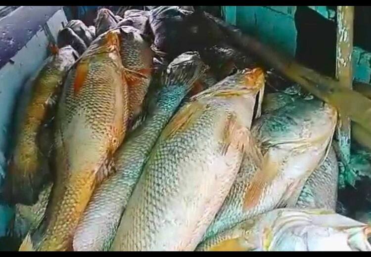 Maharashtra palghat fisherman Chandakant Tare catches 157 Ghol fish which earned him 1.33 Crores Rupees and made him rich ’ஒரே இரவில் கோடீஸ்வரராக மாறிய மீனவர்’- அவர் பிடித்த மீனுக்கு ஏன் அவ்வளவு மதிப்பு?
