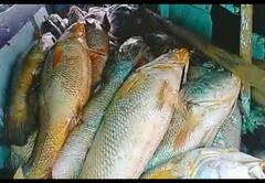 ’ஒரே இரவில் கோடீஸ்வரராக மாறிய மீனவர்’- அவர் பிடித்த மீனுக்கு ஏன் அவ்வளவு மதிப்பு?