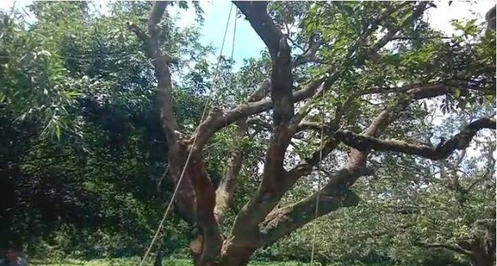 ঘটনায় বিধায়ক অসিত মজুমদারের অভিযোগ, তার বিধানসভা এলাকায় এরকম বহু গাছ কেটে পরিবেশ ধ্বংস করা হচ্ছে। পাশাপাশি উপযুক্ত ব্যবস্থা নেওয়ারও আশ্বাস দিয়েছেন তিনি। (ছবি ও তথ্য সৌরভ বন্দ্যোপাধ্যায়)