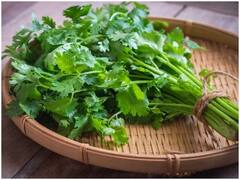 Kitchen Hacks: इन तरीकों को अपनाने से कई हफ्तों तक फ्रेश रहेगा हरा धनिया, जानें