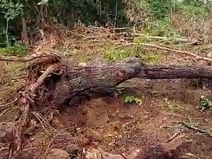 In Gadchiroli district 50 acres of forest has been cleared by a female Zilla Parishad employee कुंपण जेव्हा जंगल खातं! गडचिरोली जिल्ह्यात जिल्हा परिषदेच्या महिला कर्मचाऱ्याकडून तब्बल 50 एकर जंगल साफ