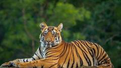 Sundarbans: সুন্দরবনে 'বাঘ বৃদ্ধি' | Bangla News