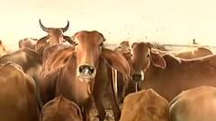 UP Election से पहले गाय पर फिर शुरू हुई राजनीति, इस बार कोर्ट की टिप्पणी के बाद उठा मामला