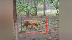 Amroha: आम के बाग में तेंदुआ दिखने से मचा हड़कंप, वन विभाग को दी सूचना| Hindi News