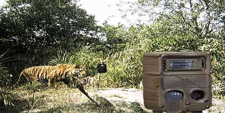 South 24 pargana the number of tigers has increased in the Sundarbans সুখবর শোনাল বন দফতর, সুন্দরবনে বেড়েছে বাঘের সংখ্যা